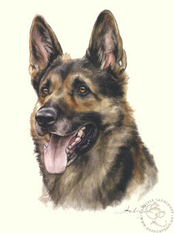 Deutscher Schäferhund