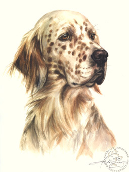 English Setter