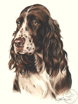 English Springer Spaniel