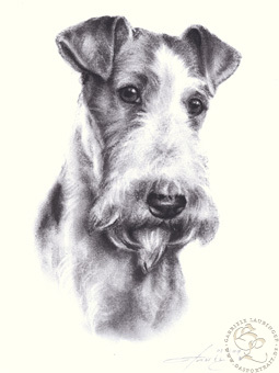 Fox Terrier