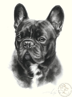 Französische Bulldogge