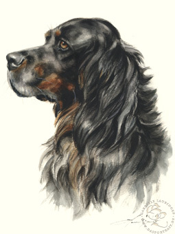 Gordon Setter