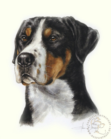 Grosser Schweizer Sennenhund