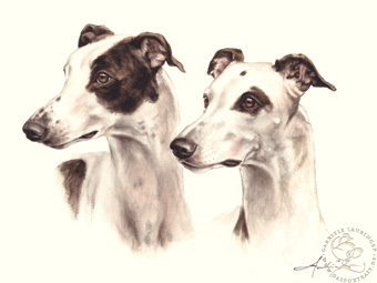 Greyhound
