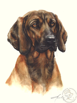 Hannoverscher Schweisshund