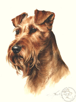 Irish Terrier