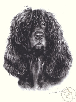 Irish Waterspaniel