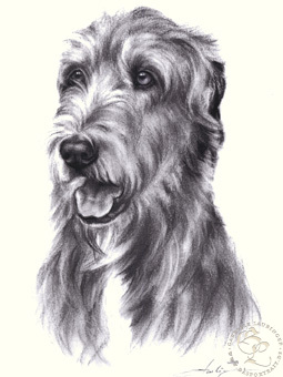 Irish Wolfhound
