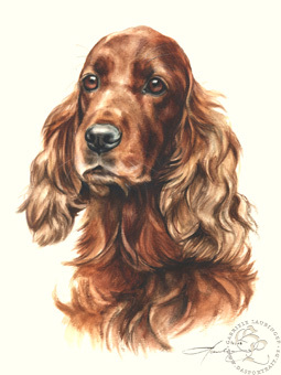 Irish Setter