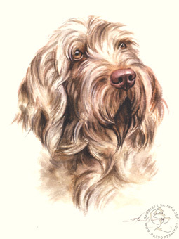 Spinone