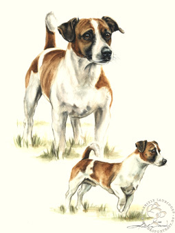Jack Russell Terrier