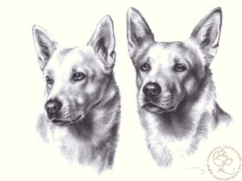 Kanaan Hund
