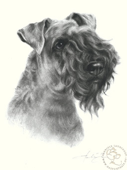 Kerry Blue Terrier