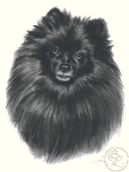 Spitz