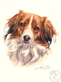 Kooikerhondje