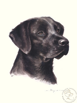 Labrador Retriever
