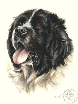 Landseer
