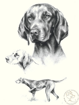 Magyar Vizsla