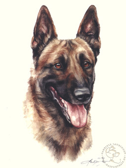 Malinois