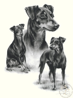 Manchester Terrier