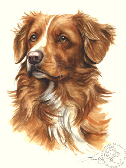 Nova Scotia Duck Tolling Retriev