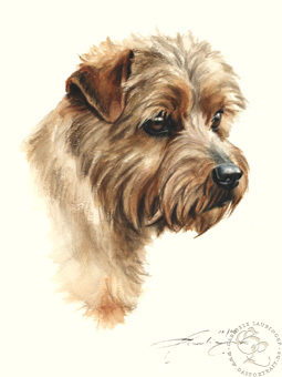 Norfolk Terrier