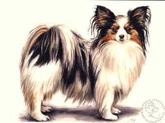 Papillon