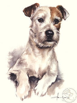 Parson Russell Terrier