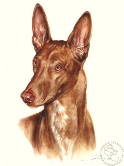 Pharaonenhund