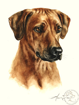 Rhodesian Ridgeback