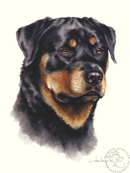 Rottweiler