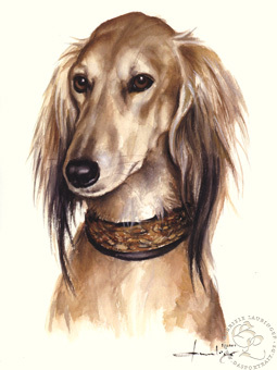 Saluki