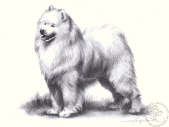 Samojede