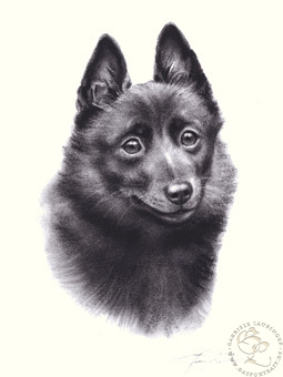 Schipperke