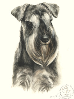 Schnauzer