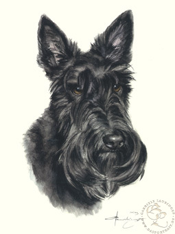 Scottish Terrier