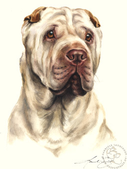 Shar Pei