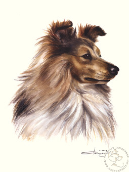 Sheltie