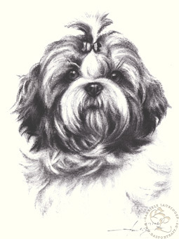 Shi Tzu