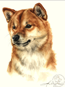 Shiba Inu