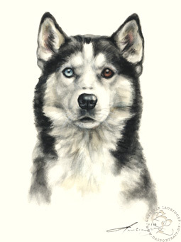 Siberian Husky
