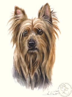 Silky Terrier