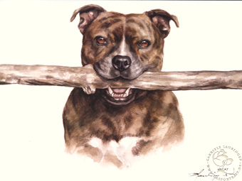 Staffordshire Terrier