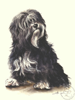 Tibet Terrier