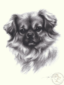 Tibet Spaniel