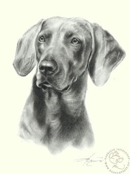 Weimaraner