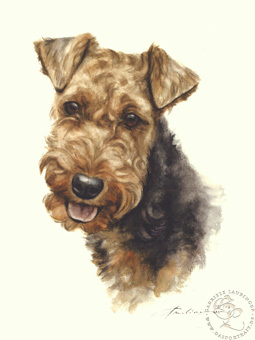 Welsh Terrier