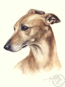 Whippet