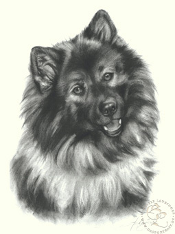 Wolfspitz