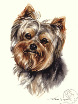 Yorkshire Terrier